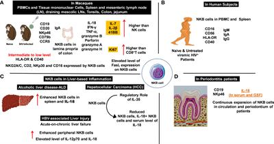 NKB cells: A double-edged sword against inflammatory diseases